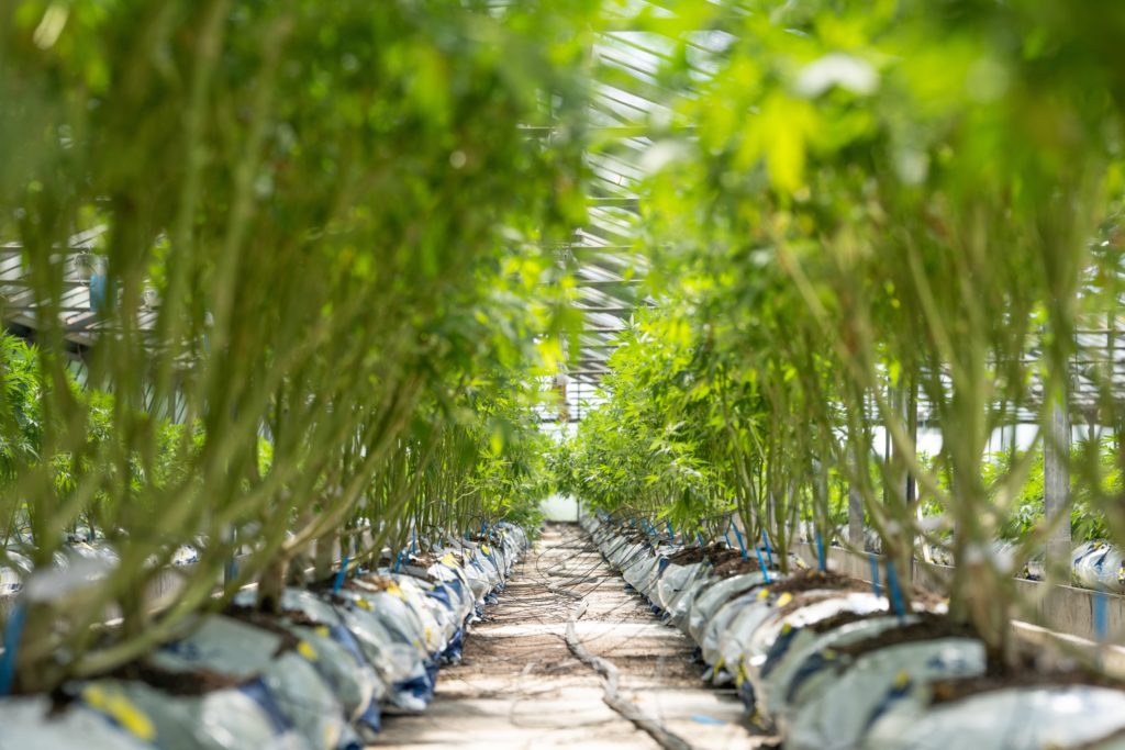 cannabis grow