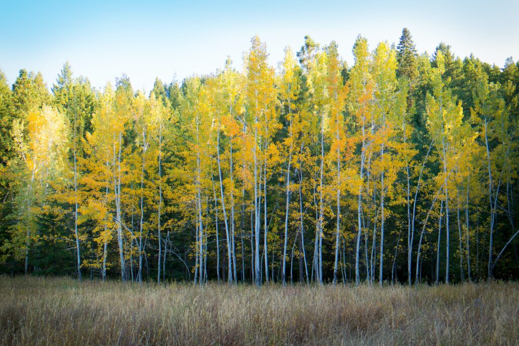 How Will the Fall Harvest Impact Colorado Cannabis Prices?