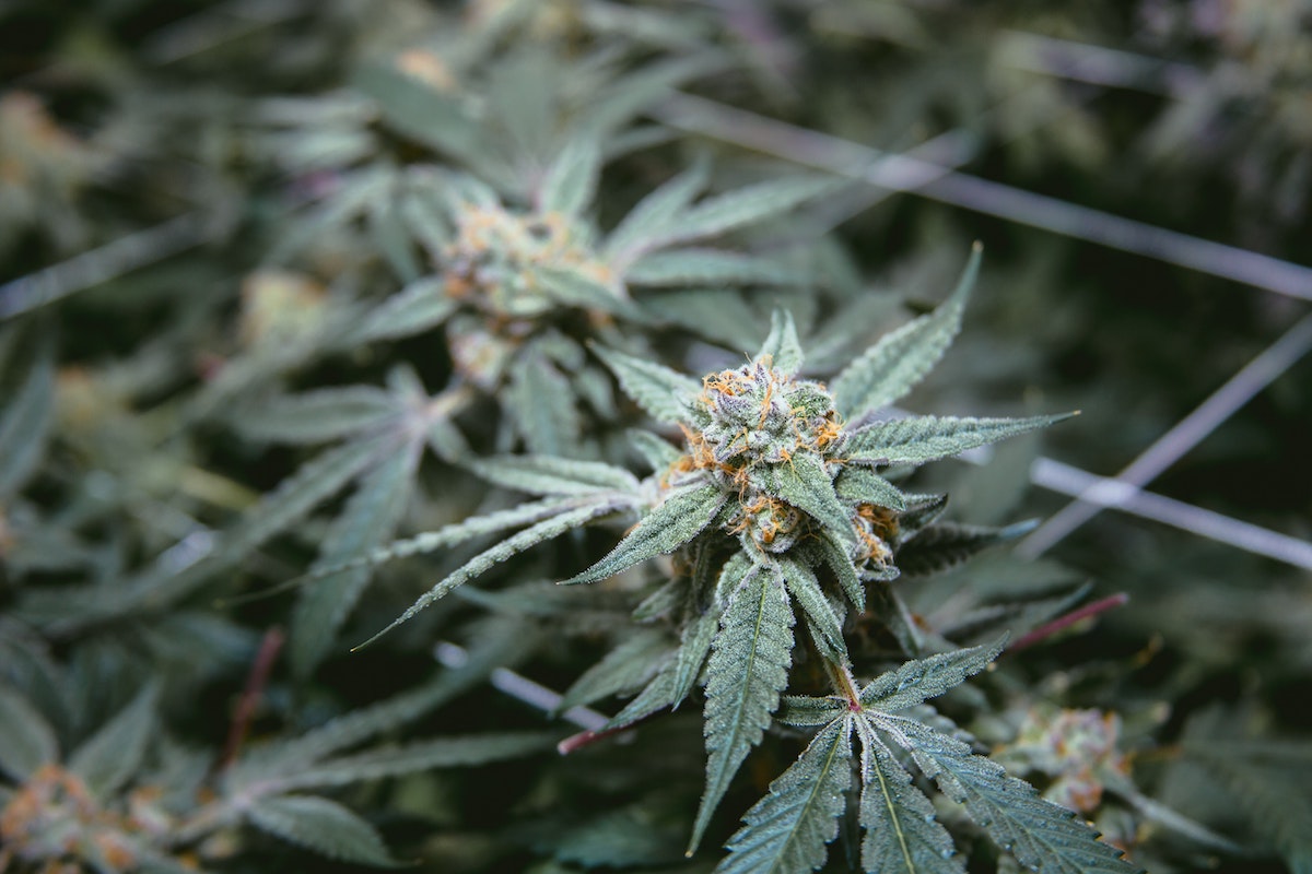 Oregon Marijuana Harvest Exceeding Expectations