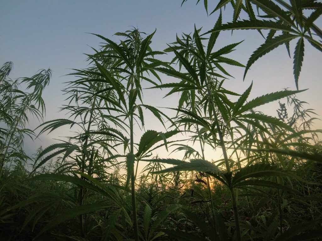 Michigan Contemplates a License Moratorium to Help Stabilize Cannabis Market