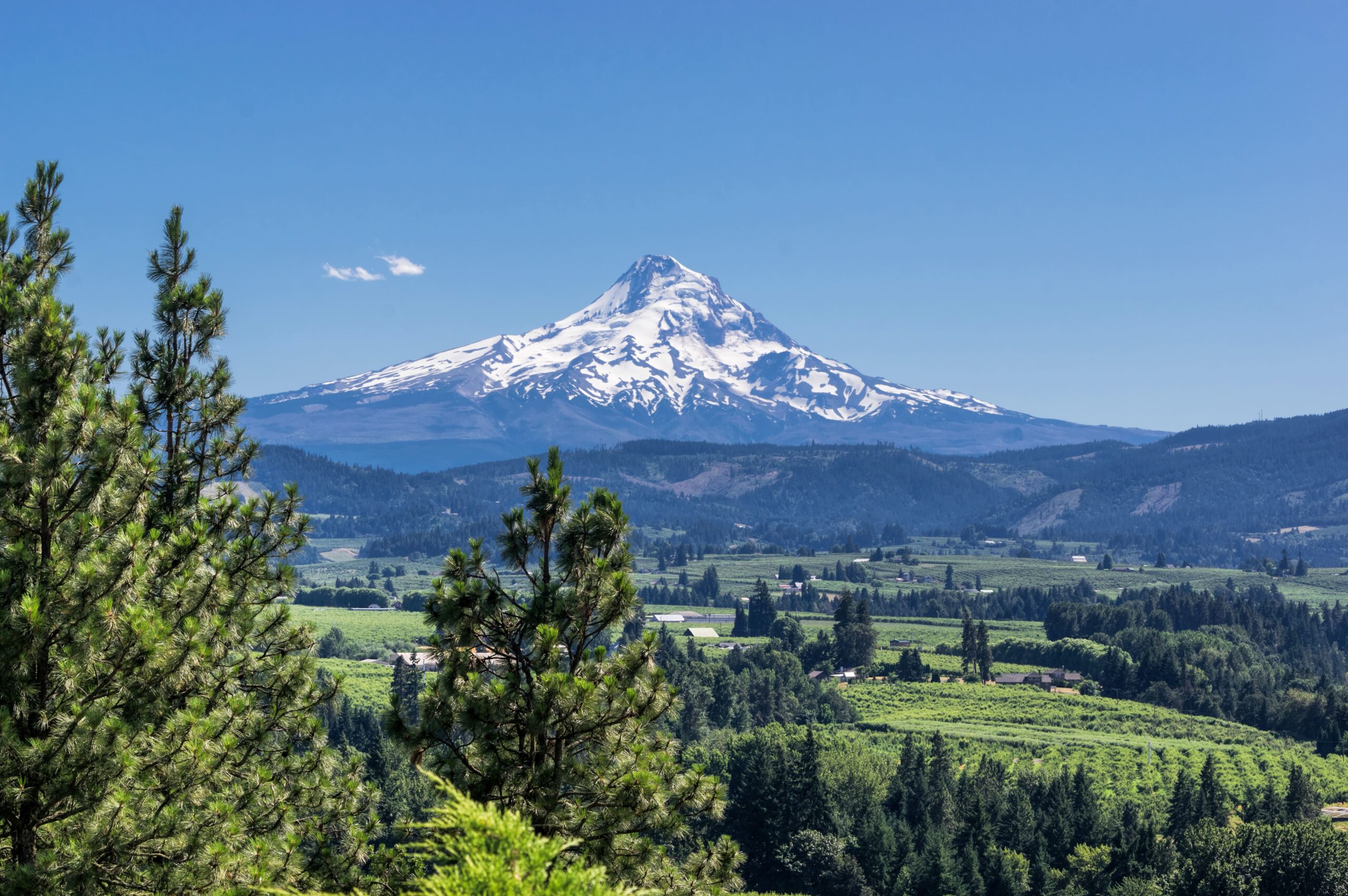 What Can We Learn from the Oregon Cannabis Market